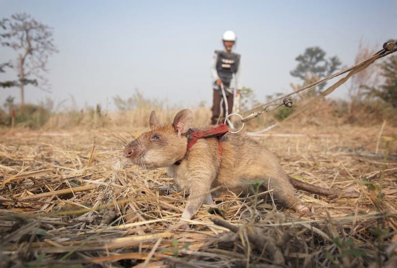 tale of Magawa giant african puched rat in combodia