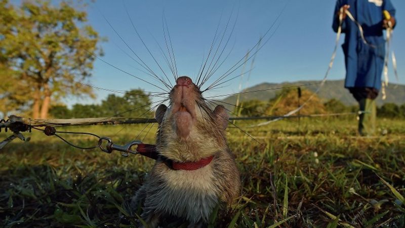 tale of Magawa giant african puched rat in combodia