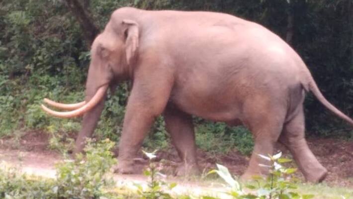 wild elephant padayappa moves back to forest wild elephant padayappa moves back to forest