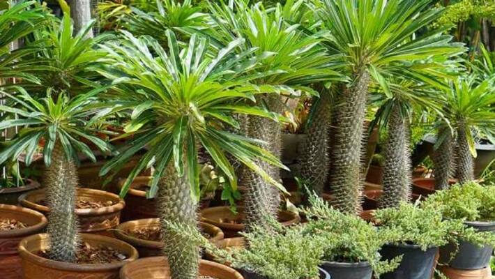 how to grow Madagascar Palm how to grow Madagascar Palm