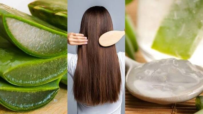 use aloe vera this way to get a beautiful hair use aloe vera this way to get a beautiful hair