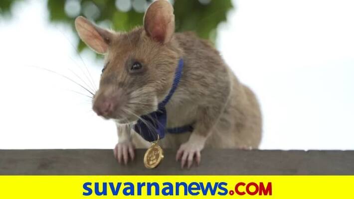 African Hero Rat Gets a Gold Medal for Bravery for Sniffing Out Landmines in Cambodia dpl African Hero Rat Gets a Gold Medal for Bravery for Sniffing Out Landmines in Cambodia dpl