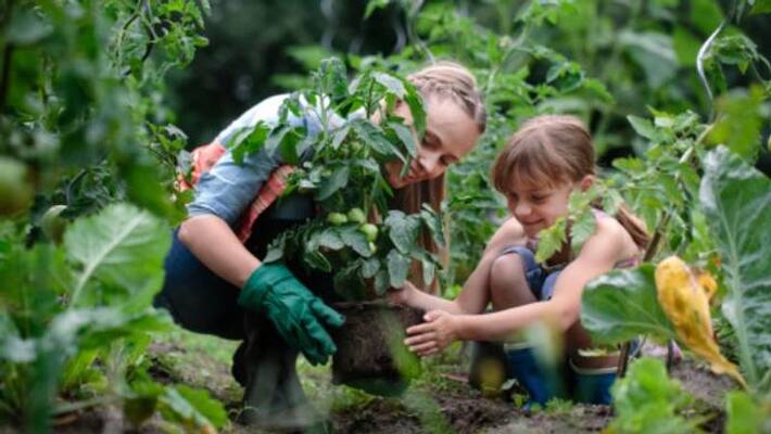 bone meal for plants bone meal for plants