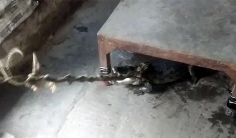 ये शॉकिंग मामला यूपी के लखीमपुर खीरी जिले से सामने आया। यहां कोरोना के अनलॉक की प्रक्रिया के तहत काफी दिनों बाद दुकानें खुलनी शुरू हुई है। इस बीच यहां खुले एक चिकन बिरयानी शॉप में मगरमच्छ के निकलने से हड़कम्प मच गया। 