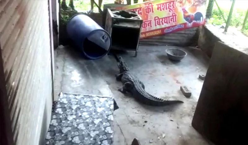 मगरमच्छ निकलने की ये घटना दुकान में लगे सीसीटीवी कैमरे में कैद हो गई। जहां से ये वायरल हो गई। कई लोगों ने मामले पर चुटकी लेते हुए कहा कि मगरमच्छ चिकन बिरयानी खाने पहुंचा था। 