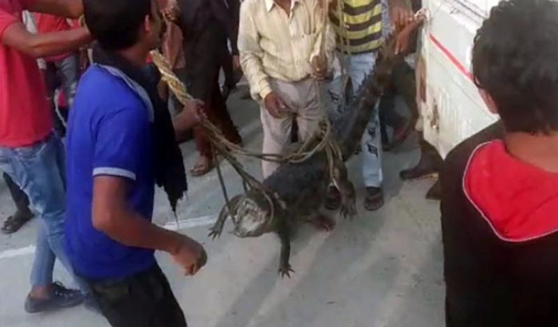 भीड़भाड़ वाले उस दुकान में इतना बड़ा मगरमच्छ देखते ही लोगों में हड़कंप मच गया। गनीमत रही कि मगरमच्छ ने किसी पर अटैक नहीं किया था। जब मगरमच्छ को वहां से निकाला गया तब दुकान में कई लोग मौजूद थे।

