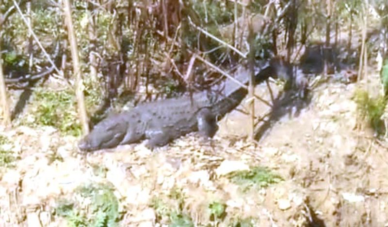 लोगों का कहना है कि ये मगरमच्छ पास में बहने वाली शारदा नदी से निकलकर दुकान में आ गया होगा। हालांकि, कई लोगों ने इसपर हैरत भी जताया कि भीड़भाड़ के इलाके से होते हुए जब मगरमच्छ दुकान में घुसा तब किसी ने उसे देखा कैसे नहीं? 
