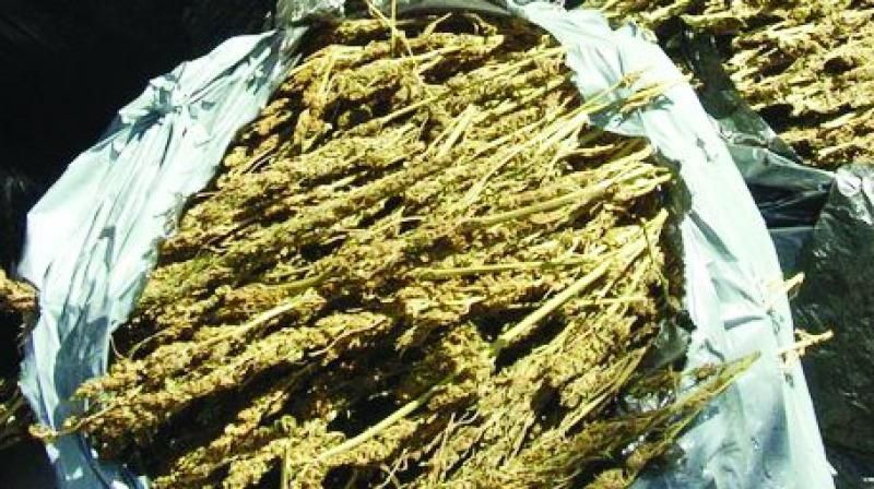 delhi police sells seized ganja suspended