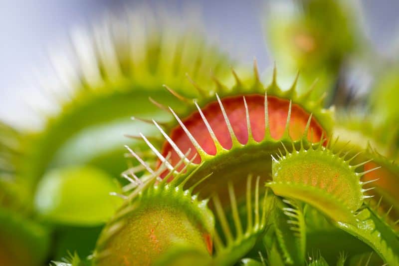 how to grow Venus Fly Trap