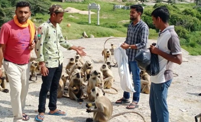 दरअसल, बंदरों का यह काफिला पाली जिले के सेना गांव की पहाड़ी पर जवाई बांध के डूब क्षेत्र के एक टापू पर फंसे हुए हैं। टापू के चारों तरफ करीब 15 से 20 फीट पानी भरा हुआ है। वहीं इस पहाड़ी पर देवगिरी माताजी का विशाल मन्दिर है, जहां पिछले 20 दिनों से रास्ता बंद है। यहा इलाके लोग भी नहीं आ पा रहे हैं।