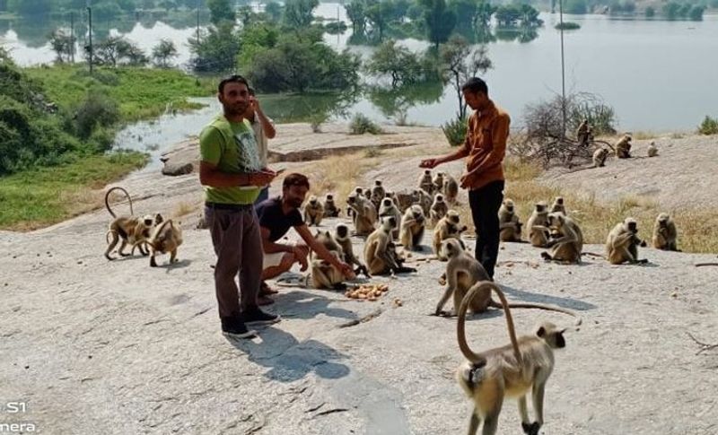 आसपास के लोगों ने बताया कि सितम्बर के पहले सप्ताह से बारिश से पहाड़ी पर बने टापूर के चारों तरफ पानी भर गया। इसके बाद यह बंदर यहीं फंसकर रह गए। कुछ दिन तक मंदिर के आस-पास खड़े पेड़ पौधों की पत्तियां खाकर बंदर अपना पेट भर लेते थे। लेकिन अब यह पत्तियां खत्म हो गईं हैं, ऐसे में इनके भूखे मरने की नौबत आ गई है। पानी के कारण मंदिर भी बंद है इ