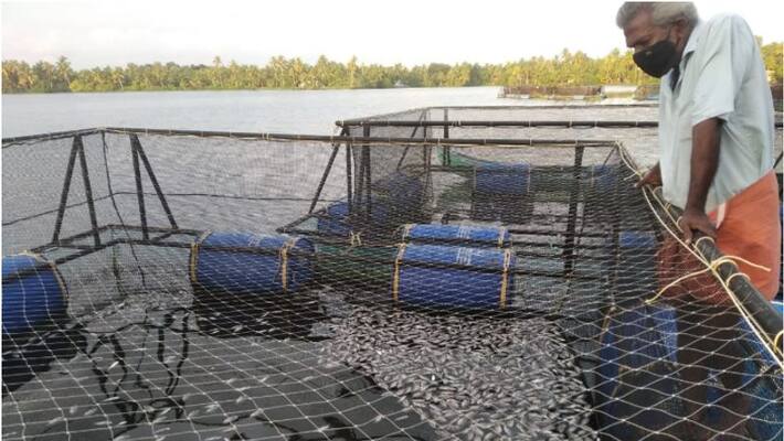 1000s of fish poisoned to death in alappuzha 1000s of fish poisoned to death in alappuzha
