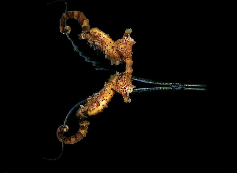 underwater photography through your lens winners 2020