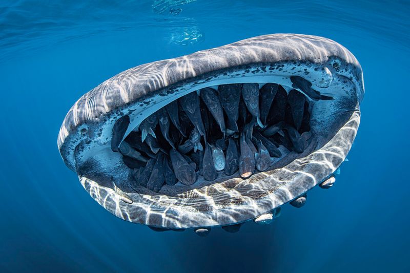 underwater photography through your lens winners 2020