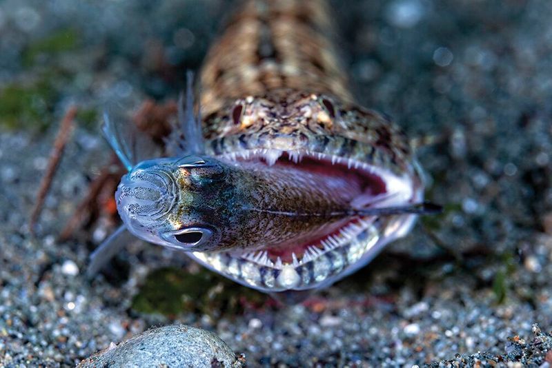 underwater photography through your lens winners 2020