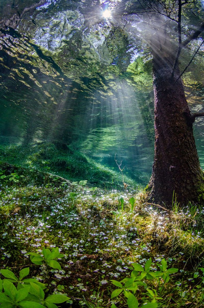 underwater photography through your lens winners 2020