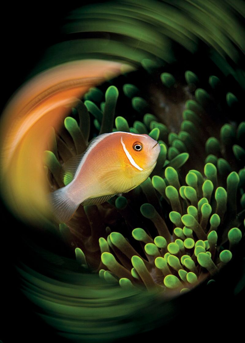 underwater photography through your lens winners 2020