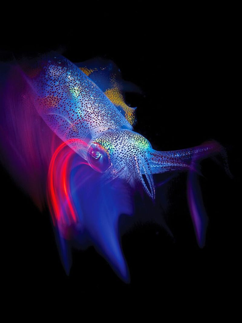 underwater photography through your lens winners 2020