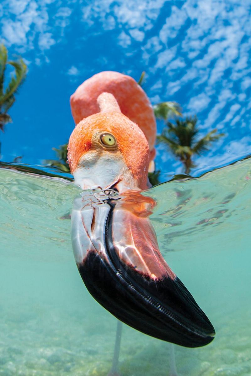 underwater photography through your lens winners 2020