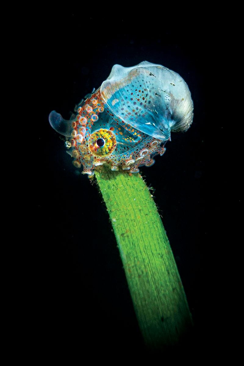 underwater photography through your lens winners 2020