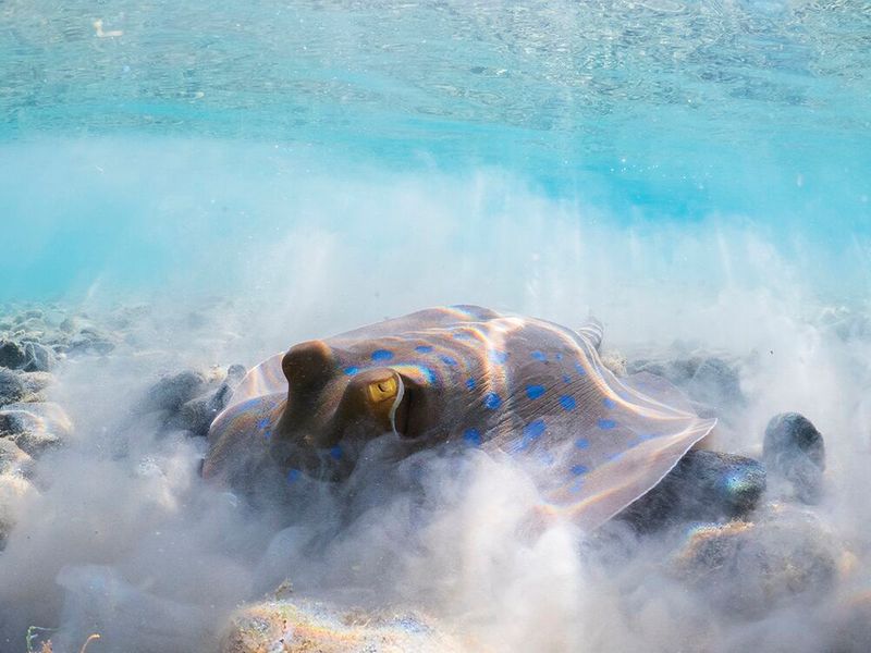 underwater photography through your lens winners 2020