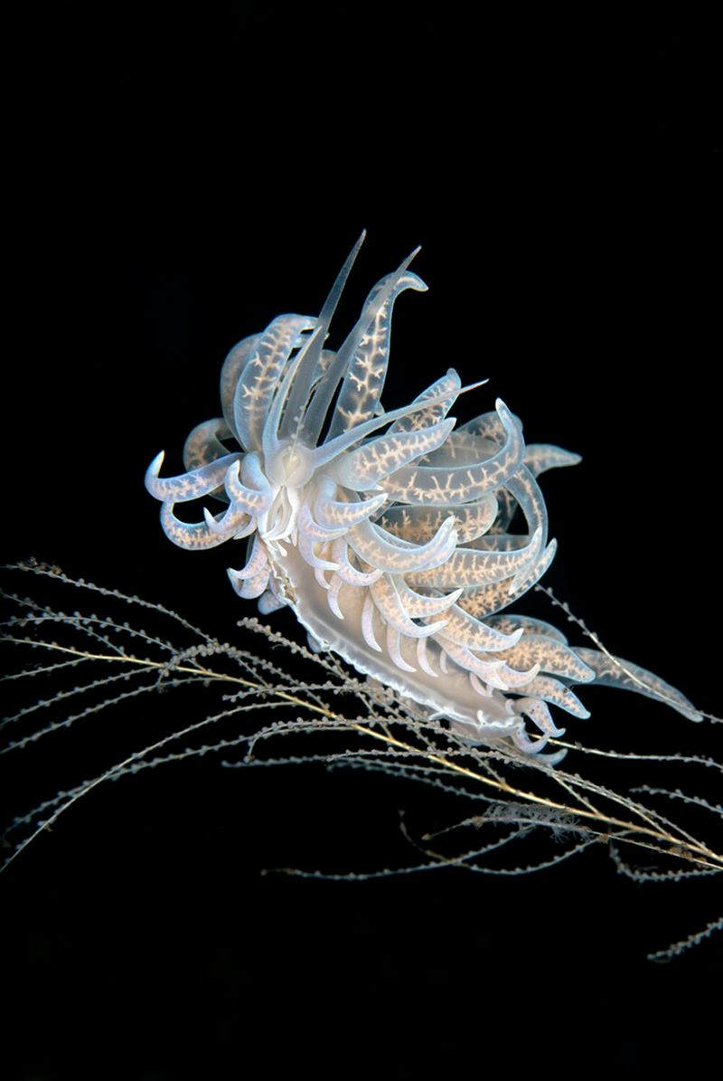 underwater photography through your lens winners 2020