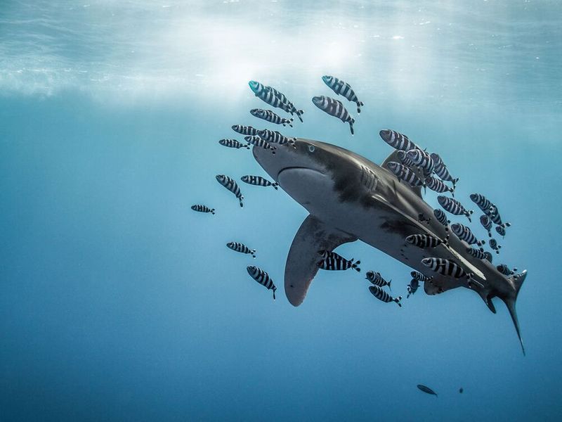 underwater photography through your lens winners 2020