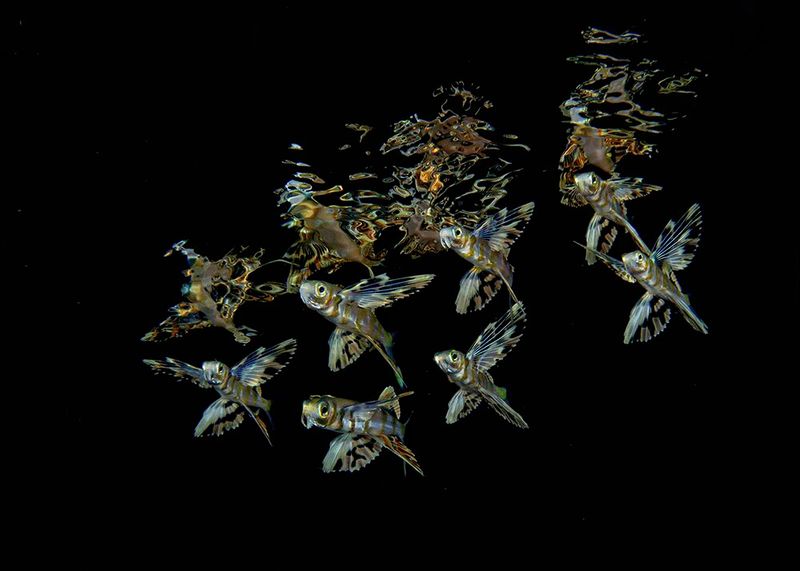 underwater photography through your lens winners 2020