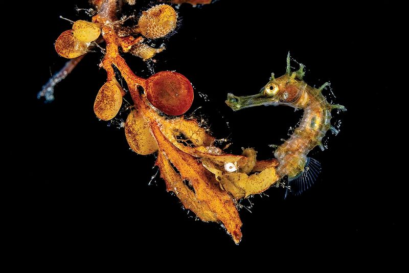 underwater photography through your lens winners 2020