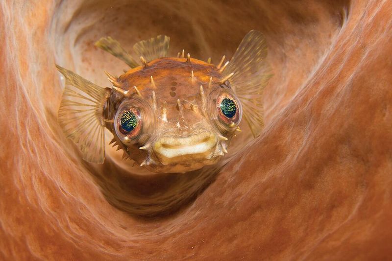 underwater photography through your lens winners 2020