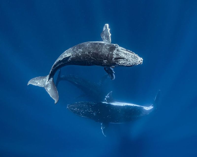 underwater photography through your lens winners 2020