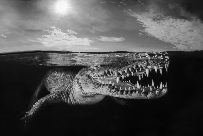 underwater photography through your lens winners 2020