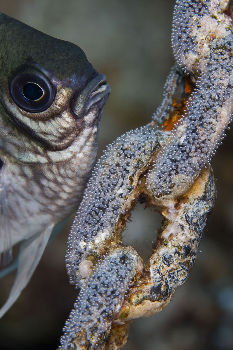 underwater photography through your lens winners 2020