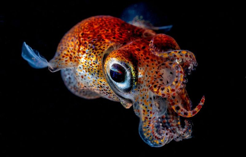 underwater photography through your lens winners 2020