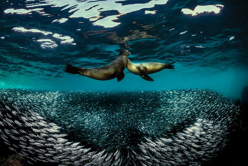 underwater photography through your lens winners 2020