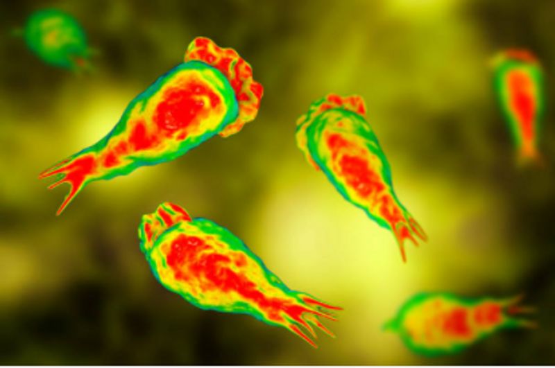 texas on alert after brain eating amoeba kills boy