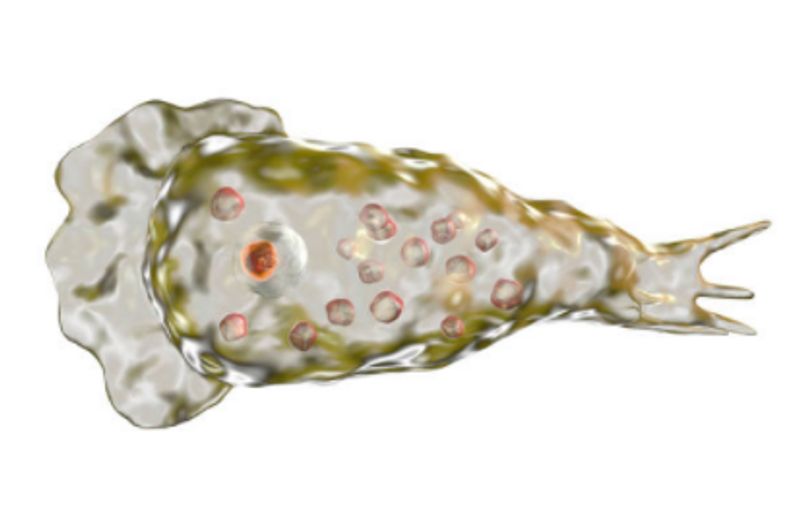 texas on alert after brain eating amoeba kills boy
