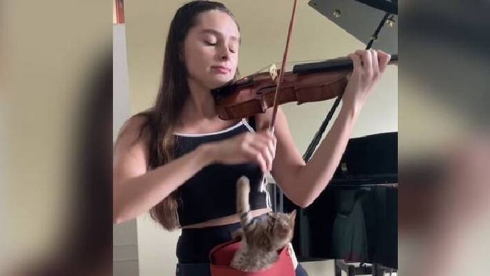 Kitten enjoys Violin performance in Viral Video Kitten enjoys Violin performance in Viral Video