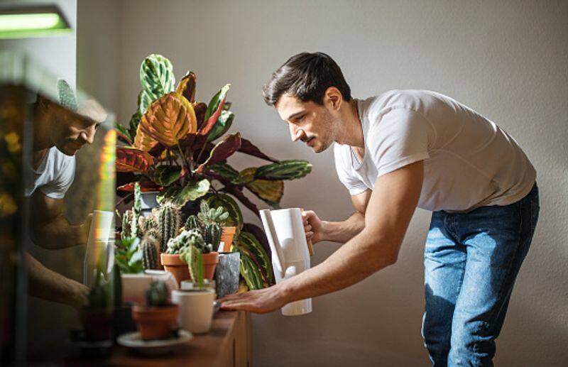 how to care our indoor plants tips