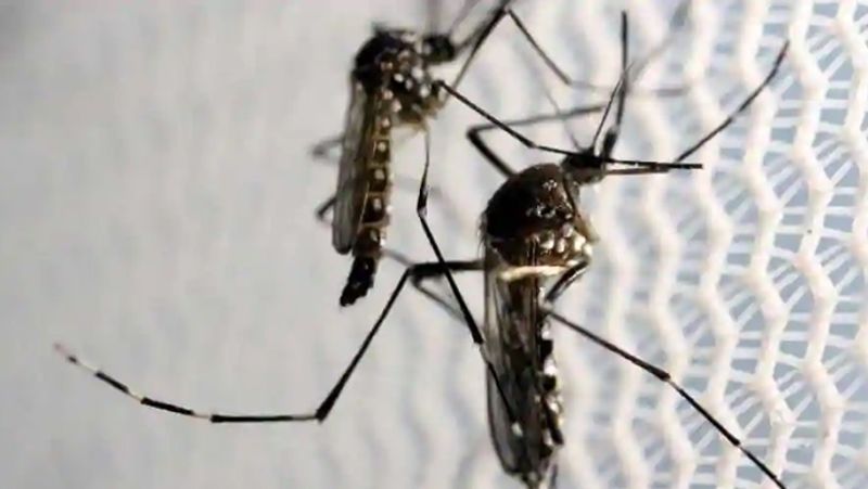एक्सपर्ट्स ने चेतावनी दी है कि भारत में भी क्यूलेक्स मच्छरों में कैट क्यू वायरस जैसा ही कुछ मिला है। संस्था ने कहा कि सीक्यूवी मूलतः सूअर में ही पाया जाता है और चीन के पालतू सूअरों में इस वायरस के खिलाफ पनपी ऐंटीबॉडीज में पाया गया है। इसका मतलब है कि कैट क्यू वायरस ने चीन में स्थानीय स्तर पर अपना प्रकोप फैलाना शुरू कर दिया है।