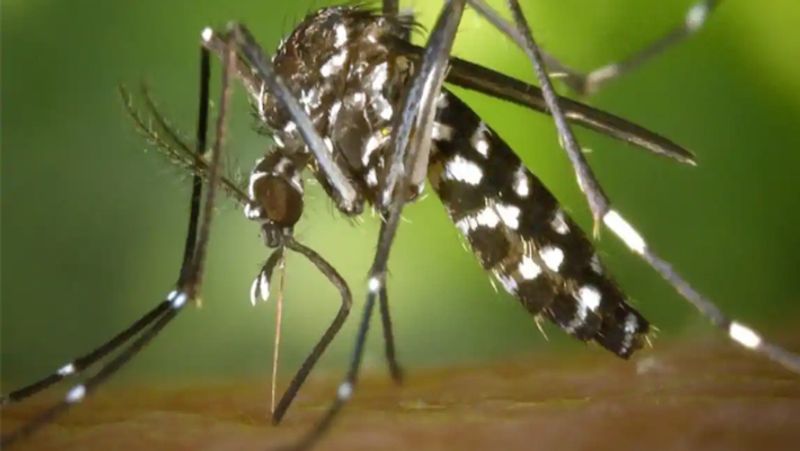 इस वायरस को लेकर रिपोर्ट्स में बताया जा रहा है कि यह इंसानों में बुखार की बीमारी (Febrile Illnesses), मेनिंजाइटिस (Meningitis) और बच्चों में इन्सेफलाइटिस (Paediatric Encephalitis) की समस्या पैदा करेगा।