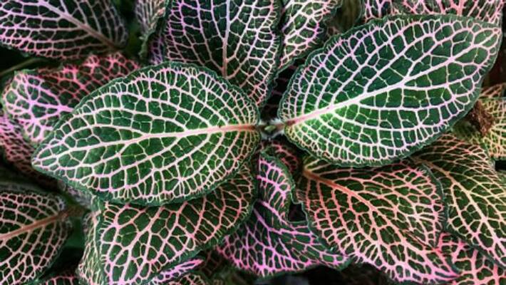 how to grow Fittonia Plant how to grow Fittonia Plant