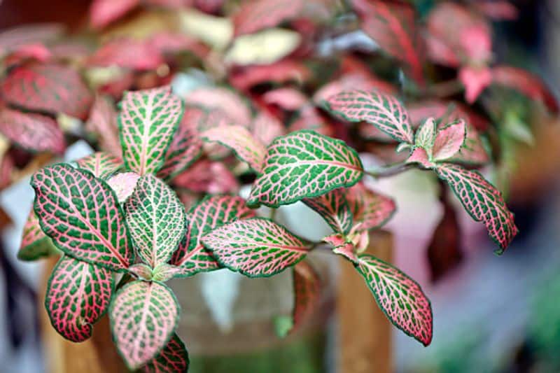how to grow Fittonia Plant