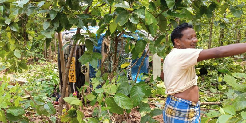 Wild Elephant looth vegetable in Jangal road at Midnapore ASB