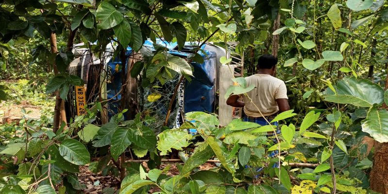 Wild Elephant looth vegetable in Jangal road at Midnapore ASB