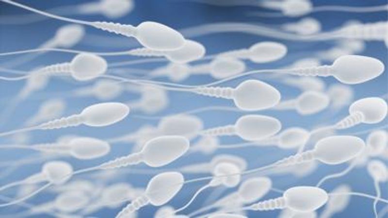 Roses can promote sperm production in men