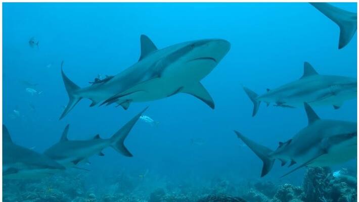 10 lakh sharks could be killed for Covid vaccine 10 lakh sharks could be killed for Covid vaccine
