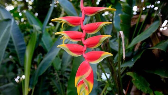 Heliconia Plant how to grow and care Heliconia Plant how to grow and care