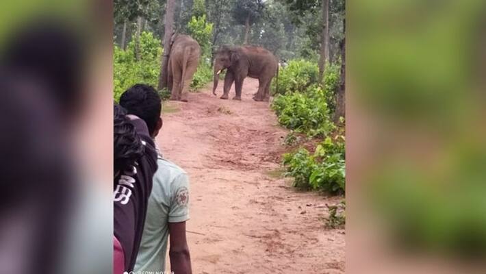 Two elephant fight in forest of West Midnapore BTG Two elephant fight in forest of West Midnapore BTG