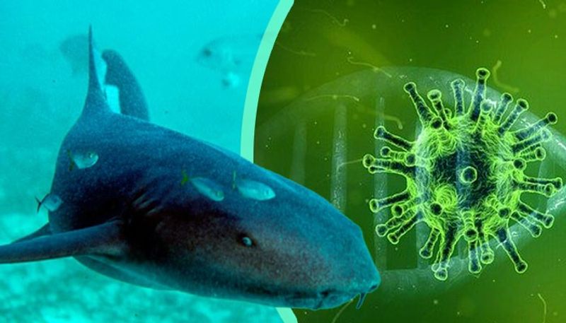 to make coronavirus vaccine half million sharks may be killed says experts bsm